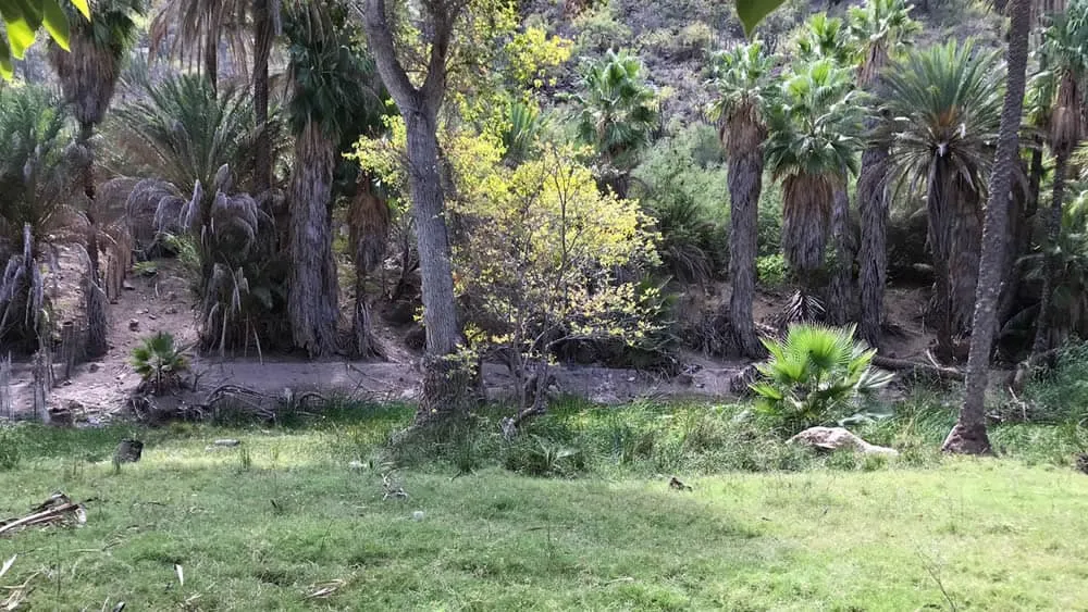 San Miguel de Comondu lot for sale near from loreto