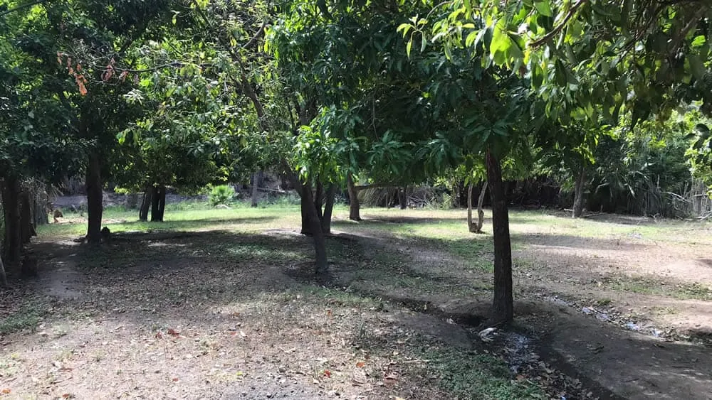 San Miguel de Comondu lot for sale with tree