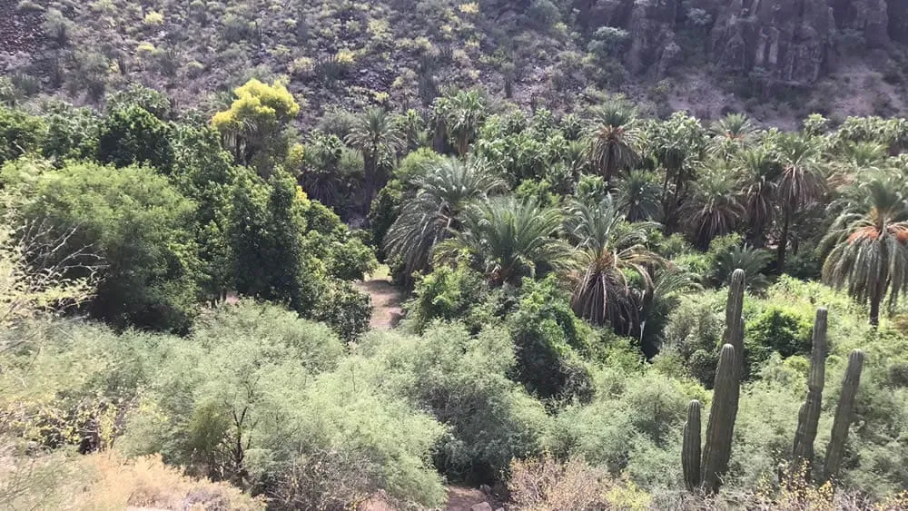 San Miguel de Comondu palmeras