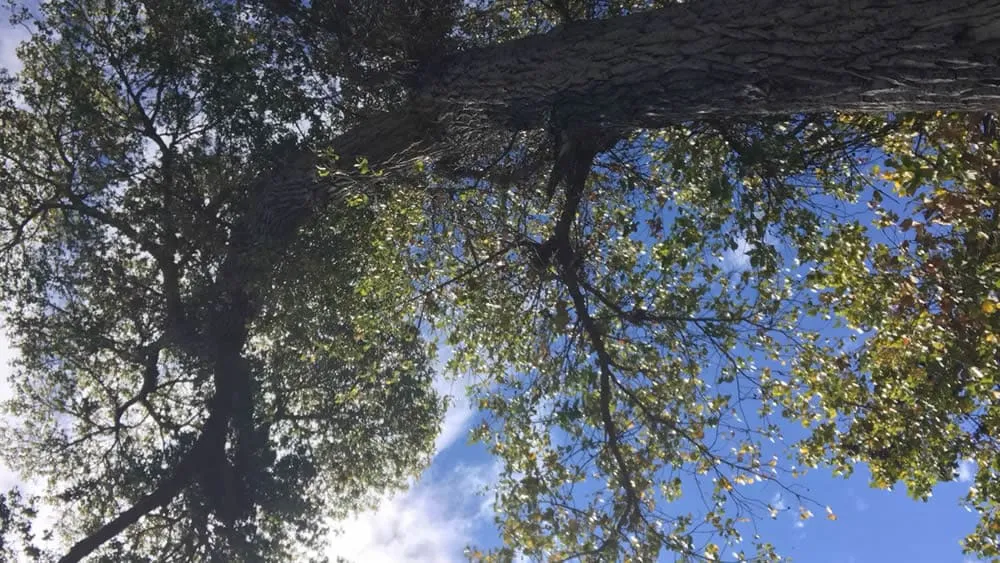 San Miguel de Comondu trees